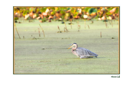 Heron Call